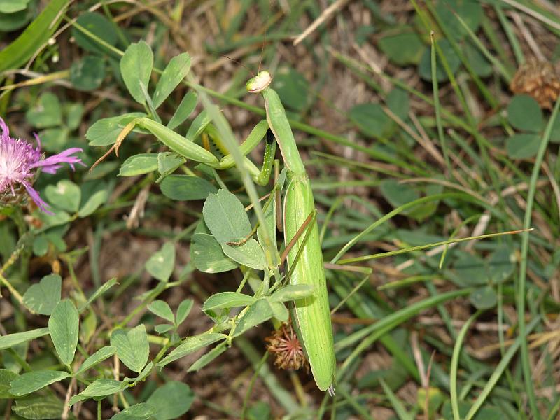 Copy of P9114391.JPG